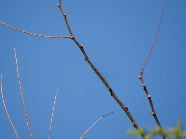 Bird No BG